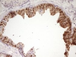 Invitrogen PAPSS2 Monoclonal Antibody (OTI2E7) 100 &mu;L; Unconjugated:Antibodies,