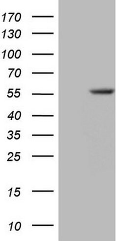Invitrogen ZNF35 Monoclonal Antibody (OTI3H5) 100 &mu;L; Unconjugated:Antibodies,