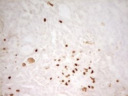 Invitrogen Myeloid Specific Antigen Monoclonal Antibody (OTI4H6) 100 &mu;L;
