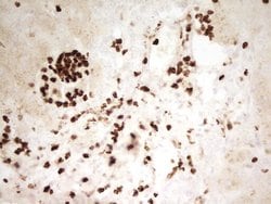 Invitrogen Myeloid Specific Antigen Monoclonal Antibody (OTI4H6) 100 &mu;L;