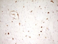 Invitrogen Myeloid Specific Antigen Monoclonal Antibody (OTI4H6) 100 &mu;L;