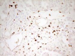 Invitrogen Myeloid Specific Antigen Monoclonal Antibody (OTI4H6) 100 &mu;L;