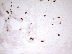 Invitrogen Myeloid Specific Antigen Monoclonal Antibody (OTI4H6) 100 &mu;L;