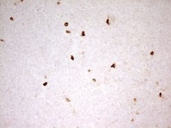 Invitrogen Myeloid Specific Antigen Monoclonal Antibody (OTI4H6) 100 &mu;L;