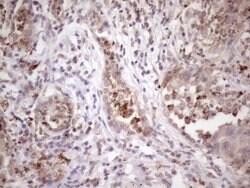 Invitrogen INAVA Monoclonal Antibody (OTI6A6) 100 &mu;L; Unconjugated:Antibodies,