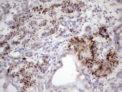 Invitrogen INAVA Monoclonal Antibody (OTI6A6) 100 &mu;L; Unconjugated:Antibodies,