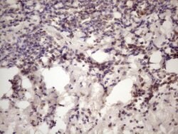 Invitrogen INAVA Monoclonal Antibody (OTI6A6) 100 &mu;L; Unconjugated:Antibodies,