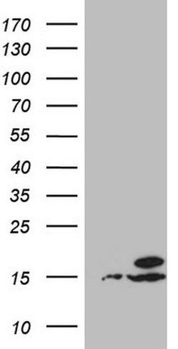 UBA52 Monoclonal Antibody (OTI4F2), Invitrogen 100 &mu;L; Unconjugated:Antibodies,