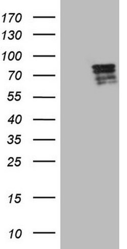 Invitrogen HIPK1 Monoclonal Antibody (OTI3C4) 100 &mu;L; Unconjugated:Antibodies,