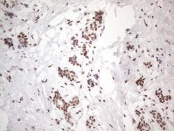 Invitrogen NR2C2 Monoclonal Antibody (OTI4B1) 100 &mu;L; Unconjugated:Antibodies,