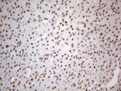 Invitrogen NR2C2 Monoclonal Antibody (OTI4B1) 100 &mu;L; Unconjugated:Antibodies,