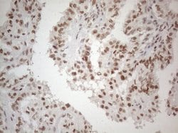 Invitrogen NR2C2 Monoclonal Antibody (OTI4B1) 100 &mu;L; Unconjugated:Antibodies,
