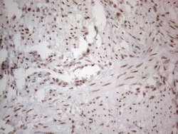 Invitrogen NR2C2 Monoclonal Antibody (OTI4B1) 100 &mu;L; Unconjugated:Antibodies,