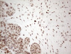 Invitrogen NR2C2 Monoclonal Antibody (OTI4B1) 100 &mu;L; Unconjugated:Antibodies,