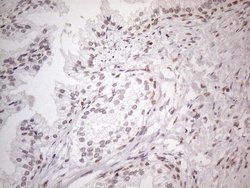 Invitrogen NR2C2 Monoclonal Antibody (OTI4B1) 100 &mu;L; Unconjugated:Antibodies,
