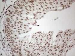Invitrogen NR2C2 Monoclonal Antibody (OTI4B1) 100 &mu;L; Unconjugated:Antibodies,