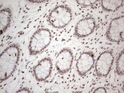 Invitrogen NR2C2 Monoclonal Antibody (OTI4B1) 100 &mu;L; Unconjugated:Antibodies,