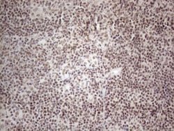 Invitrogen NR2C2 Monoclonal Antibody (OTI4B1) 100 &mu;L; Unconjugated:Antibodies,