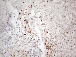 Invitrogen NR2C2 Monoclonal Antibody (OTI4B1) 100 &mu;L; Unconjugated:Antibodies,
