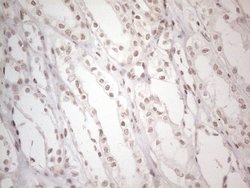 Invitrogen NR2C2 Monoclonal Antibody (OTI4B1) 100 &mu;L; Unconjugated:Antibodies,