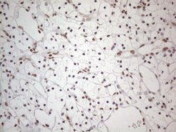 Invitrogen NR2C2 Monoclonal Antibody (OTI4B1) 100 &mu;L; Unconjugated:Antibodies,