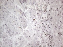 Invitrogen NR2C2 Monoclonal Antibody (OTI4B1) 100 &mu;L; Unconjugated:Antibodies,