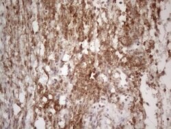 Invitrogen NR2C2 Monoclonal Antibody (OTI4B1) 100 &mu;L; Unconjugated:Antibodies,