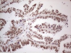 Invitrogen NR2C2 Monoclonal Antibody (OTI4B1) 100 &mu;L; Unconjugated:Antibodies,