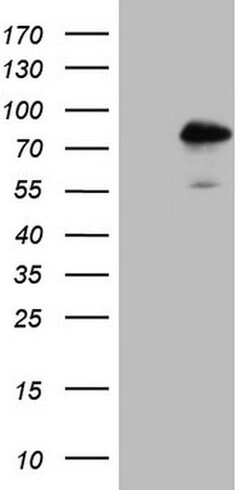 Invitrogen NR2C2 Monoclonal Antibody (OTI4B1) 100 &mu;L; Unconjugated:Antibodies,