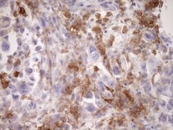 Invitrogen Carboxypeptidase M Monoclonal Antibody (OTI1F8) 100 &mu;L | Buy Online | Invitrogen&trade; | Fisher Scientific