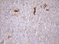 Invitrogen Carboxypeptidase M Monoclonal Antibody (OTI1F8) 100 &mu;L | Buy Online | Invitrogen&trade; | Fisher Scientific
