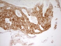 Invitrogen PAK4 Monoclonal Antibody (OTI1C7) 100 &mu;L; Unconjugated:Antibodies,