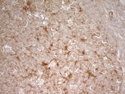 Invitrogen PAK4 Monoclonal Antibody (OTI1C7) 100 &mu;L; Unconjugated:Antibodies,