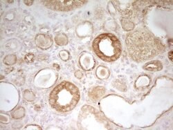 Invitrogen PAK4 Monoclonal Antibody (OTI1C7) 100 &mu;L; Unconjugated:Antibodies,