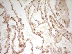 Invitrogen PAK4 Monoclonal Antibody (OTI1C7) 100 &mu;L; Unconjugated:Antibodies,