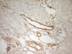 Invitrogen PAK4 Monoclonal Antibody (OTI1C7) 100 &mu;L; Unconjugated:Antibodies,