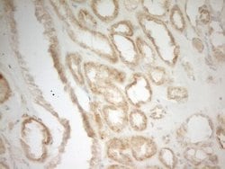 Invitrogen MRPL15 Monoclonal Antibody (OTI7A3) 100 &mu;L; Unconjugated:Antibodies,