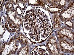 Invitrogen Carboxypeptidase M Monoclonal Antibody (OTI4E11) 100 &mu;L;