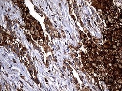 Invitrogen Carboxypeptidase M Monoclonal Antibody (OTI4E11) 100 &mu;L;