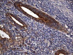 Invitrogen Carboxypeptidase M Monoclonal Antibody (OTI4E11) 100 &mu;L;