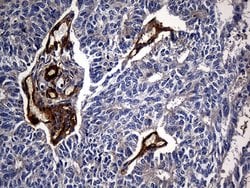 Invitrogen Carboxypeptidase M Monoclonal Antibody (OTI4E11) 100 &mu;L;