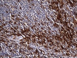 Invitrogen Carboxypeptidase M Monoclonal Antibody (OTI4E11) 100 &mu;L;