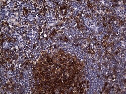 Invitrogen Carboxypeptidase M Monoclonal Antibody (OTI4E11) 100 &mu;L;
