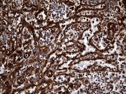 Invitrogen Carboxypeptidase M Monoclonal Antibody (OTI4E11) 100 &mu;L;