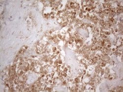 SFRP2 Monoclonal Antibody (OTI6E1):Antibodies, Monoclonal