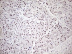 Invitrogen HSF2 Monoclonal Antibody (OTI3E1) 100 &mu;L; Unconjugated:Antibodies,