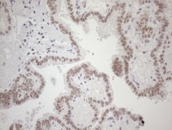 Invitrogen HSF2 Monoclonal Antibody (OTI3E1) 100 &mu;L; Unconjugated:Antibodies,