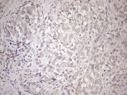 Invitrogen HSF2 Monoclonal Antibody (OTI3E1) 100 &mu;L; Unconjugated:Antibodies,
