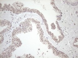 Invitrogen HSF2 Monoclonal Antibody (OTI3E1) 100 &mu;L; Unconjugated:Antibodies,
