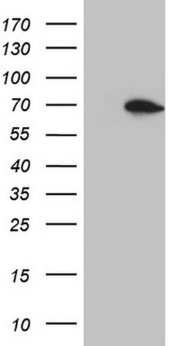 Invitrogen HSF2 Monoclonal Antibody (OTI3E1) 100 &mu;L; Unconjugated:Antibodies,